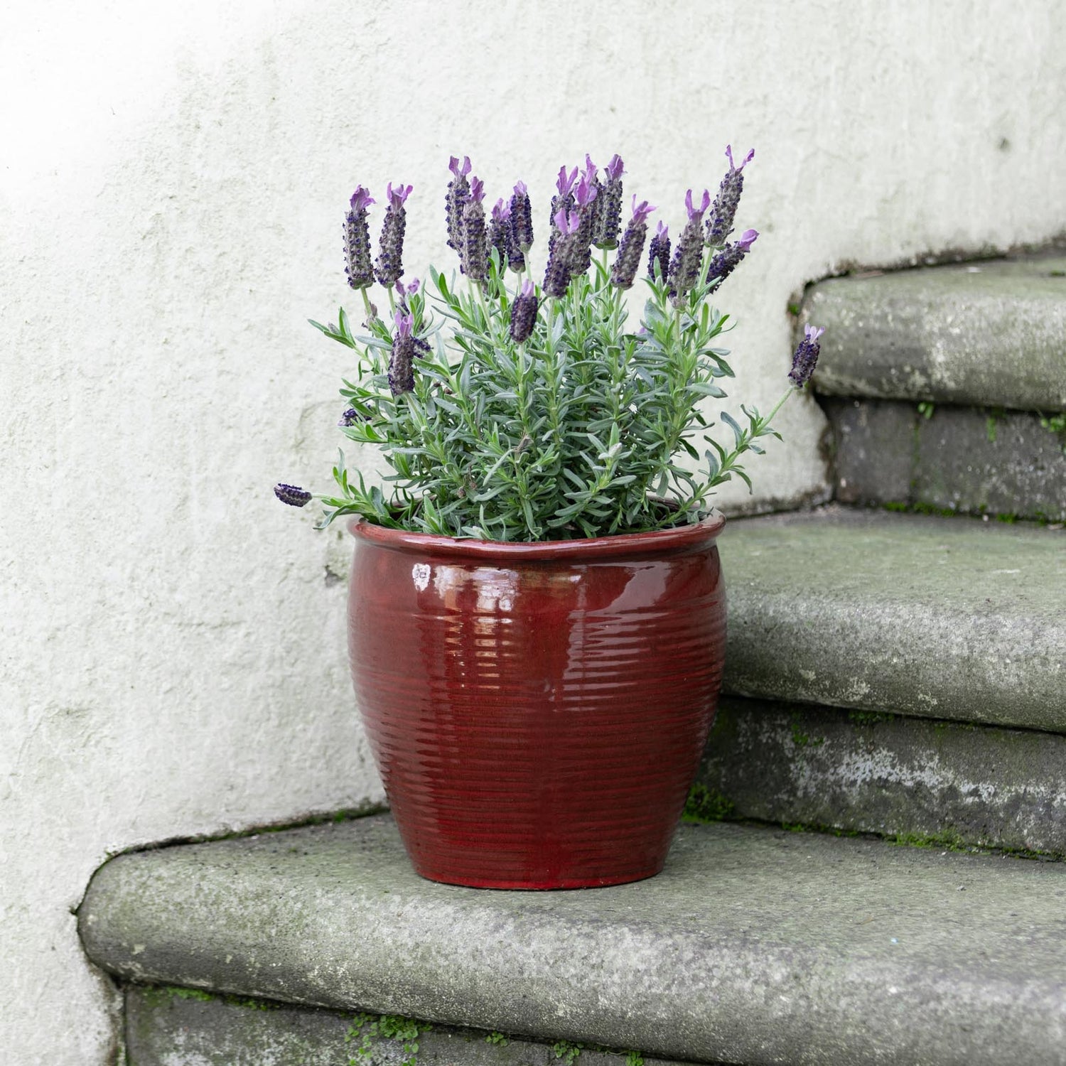 Holland Glazed Terracotta Planter
