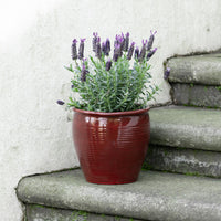 Holland Glazed Terracotta Planter