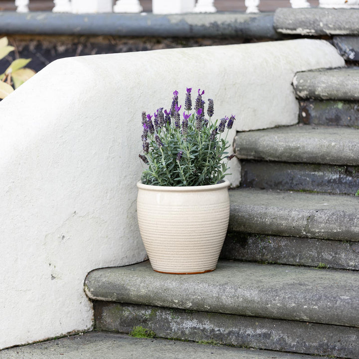 Holland Glazed Terracotta Planter