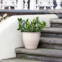 Holland Glazed Terracotta Planter