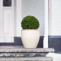 Holland Glazed Terracotta Planter