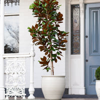 Holland Glazed Terracotta Planter