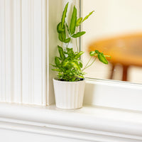 Oasis Mini Pot