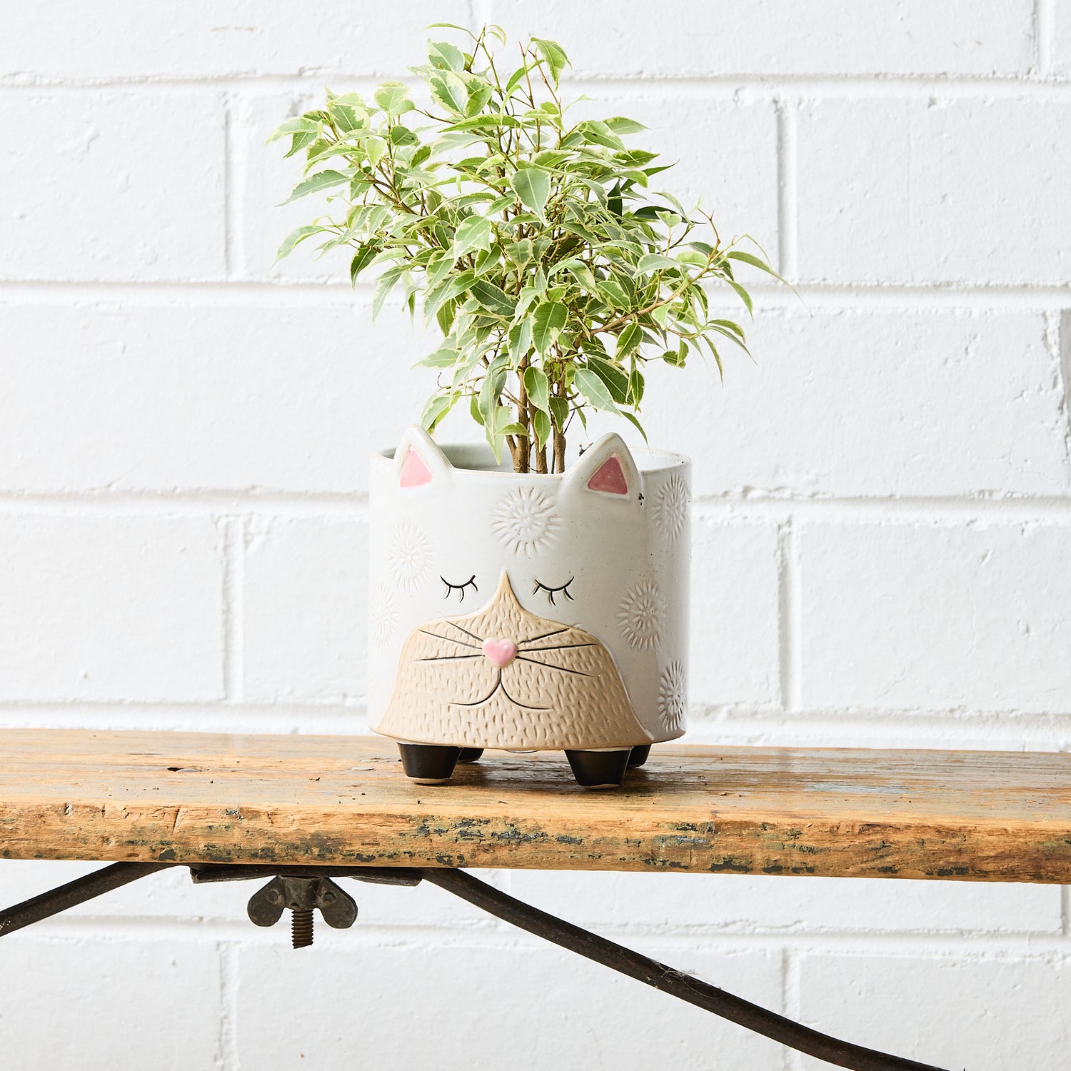 Cat Ornamental Pot