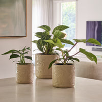 Spring Cylinder Pot