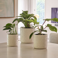 Spring Cylinder Pot