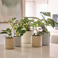 Spring Cylinder Pot
