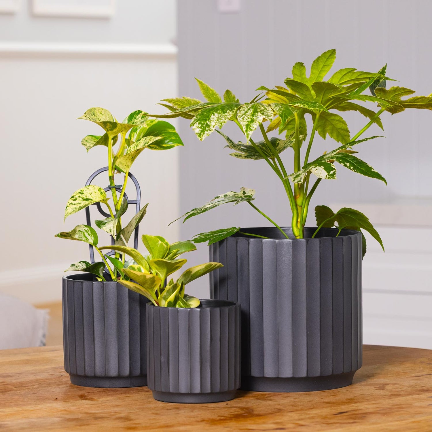 Cedar Tapered Cylinder Pot
