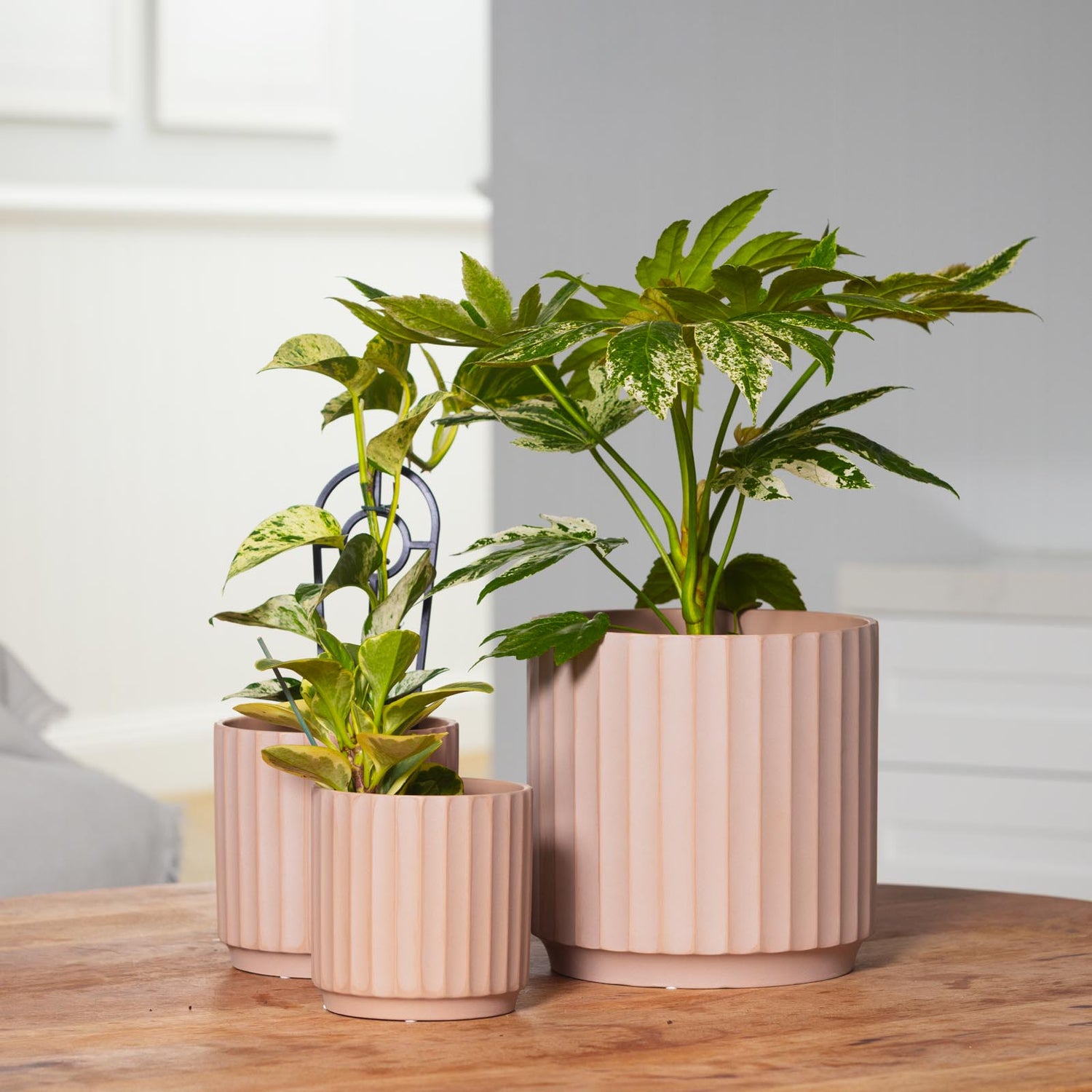 Cedar Tapered Cylinder Pot