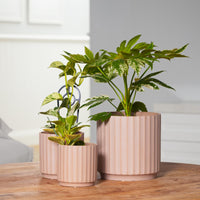 Cedar Tapered Cylinder Pot