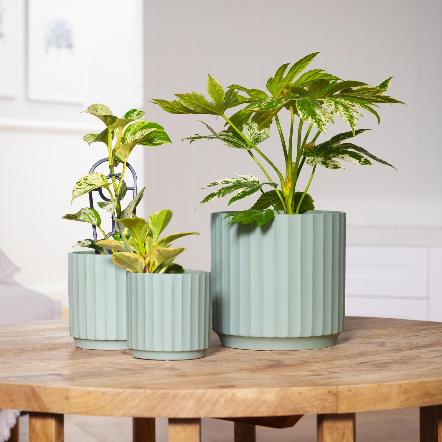 Cedar Tapered Cylinder Pot
