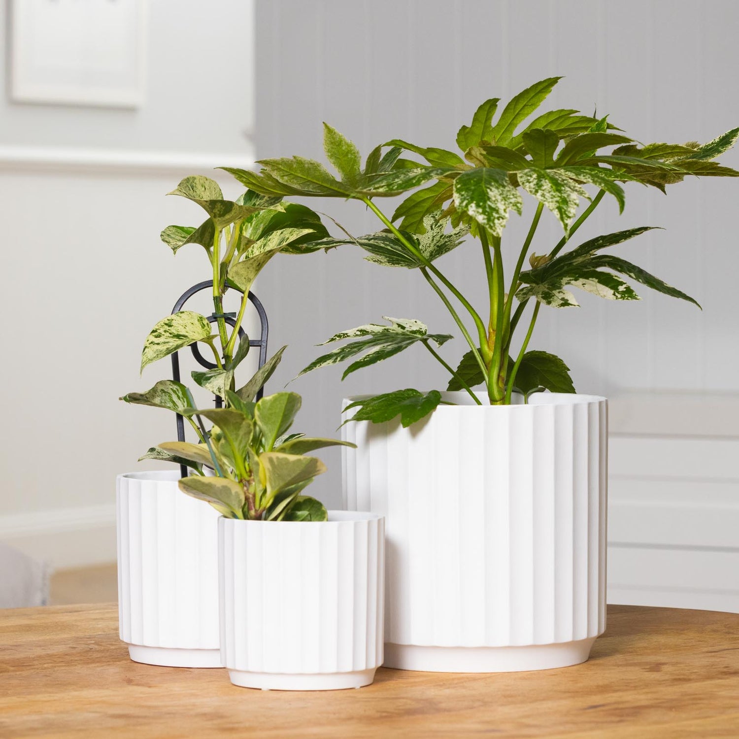 Cedar Tapered Cylinder Pot