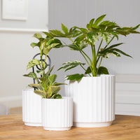 Cedar Tapered Cylinder Pot