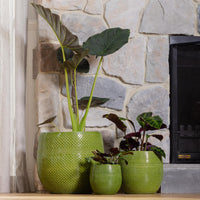Aya Egg Pot