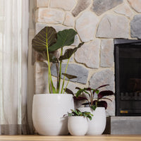 Aya Egg Pot