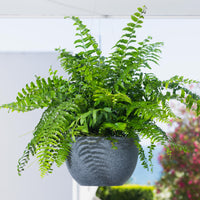 Alder Hanging Pot