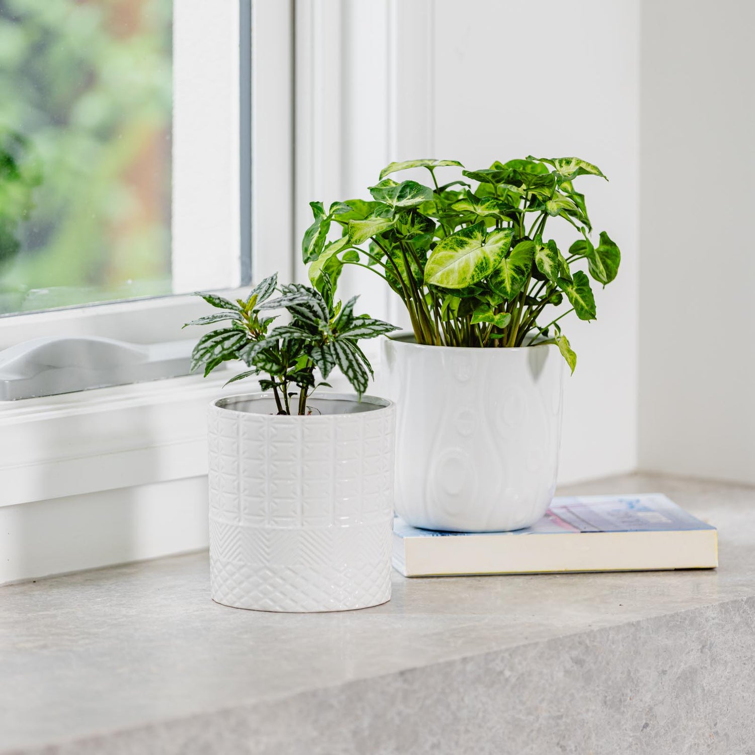 Summer Egg Pot