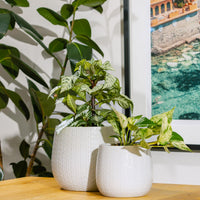 Coastal Round Pot