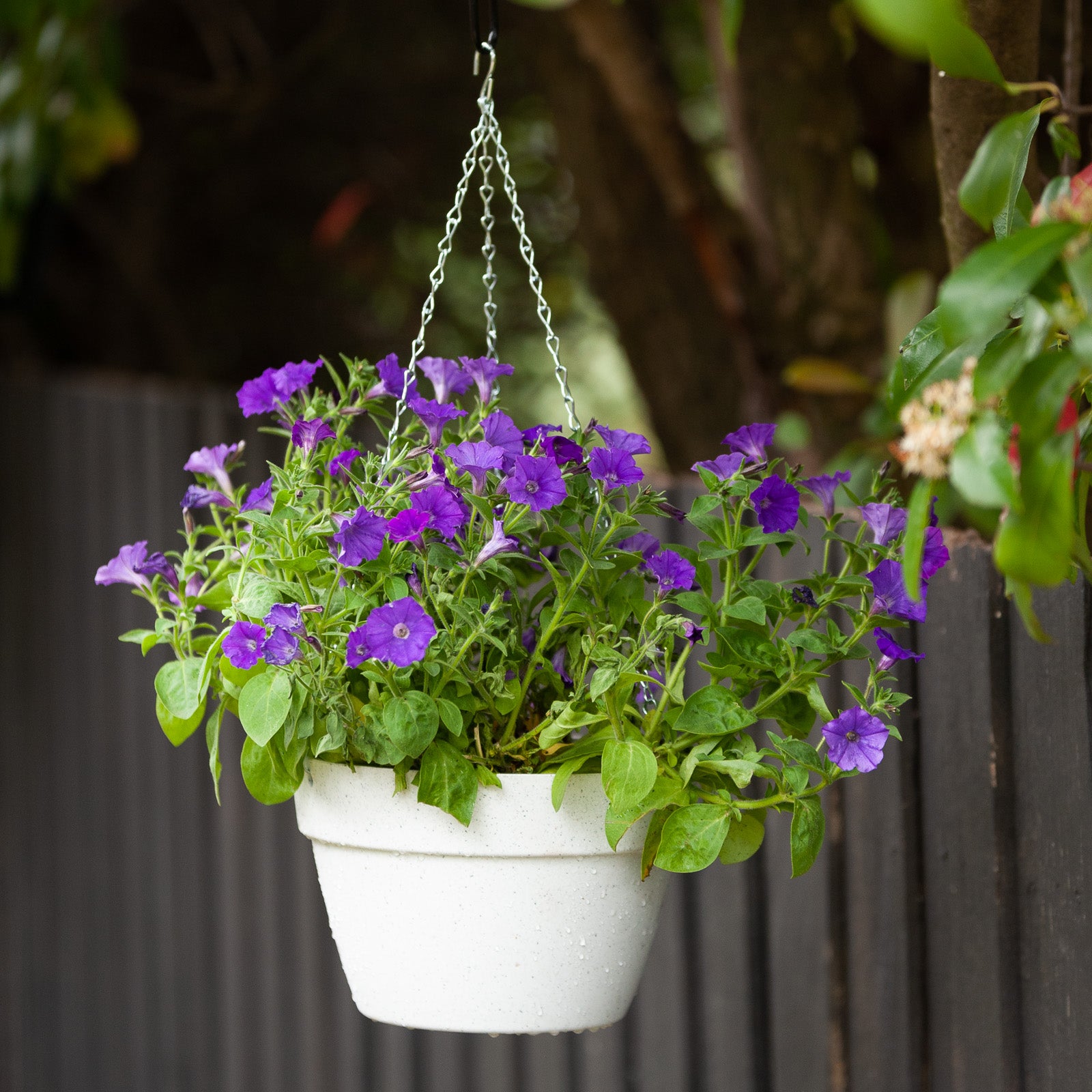 self watering hanging baskets for plants Self-Watering Hanging Basket – Northcote Pottery