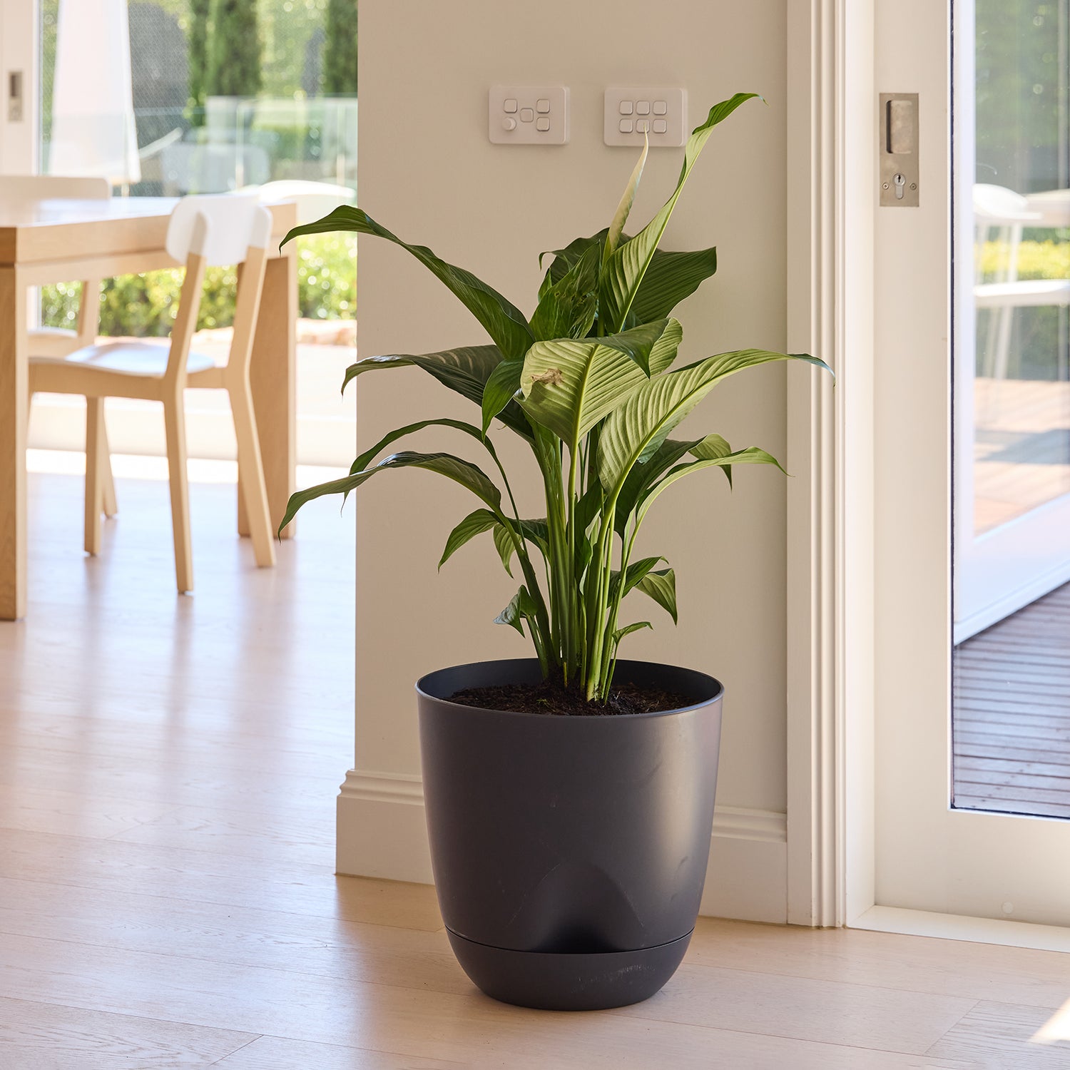 Everly Self-Watering Egg Pot