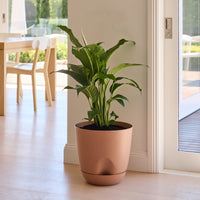 Everly Self-Watering Egg Pot