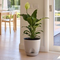 Everly Self-Watering Egg Pot
