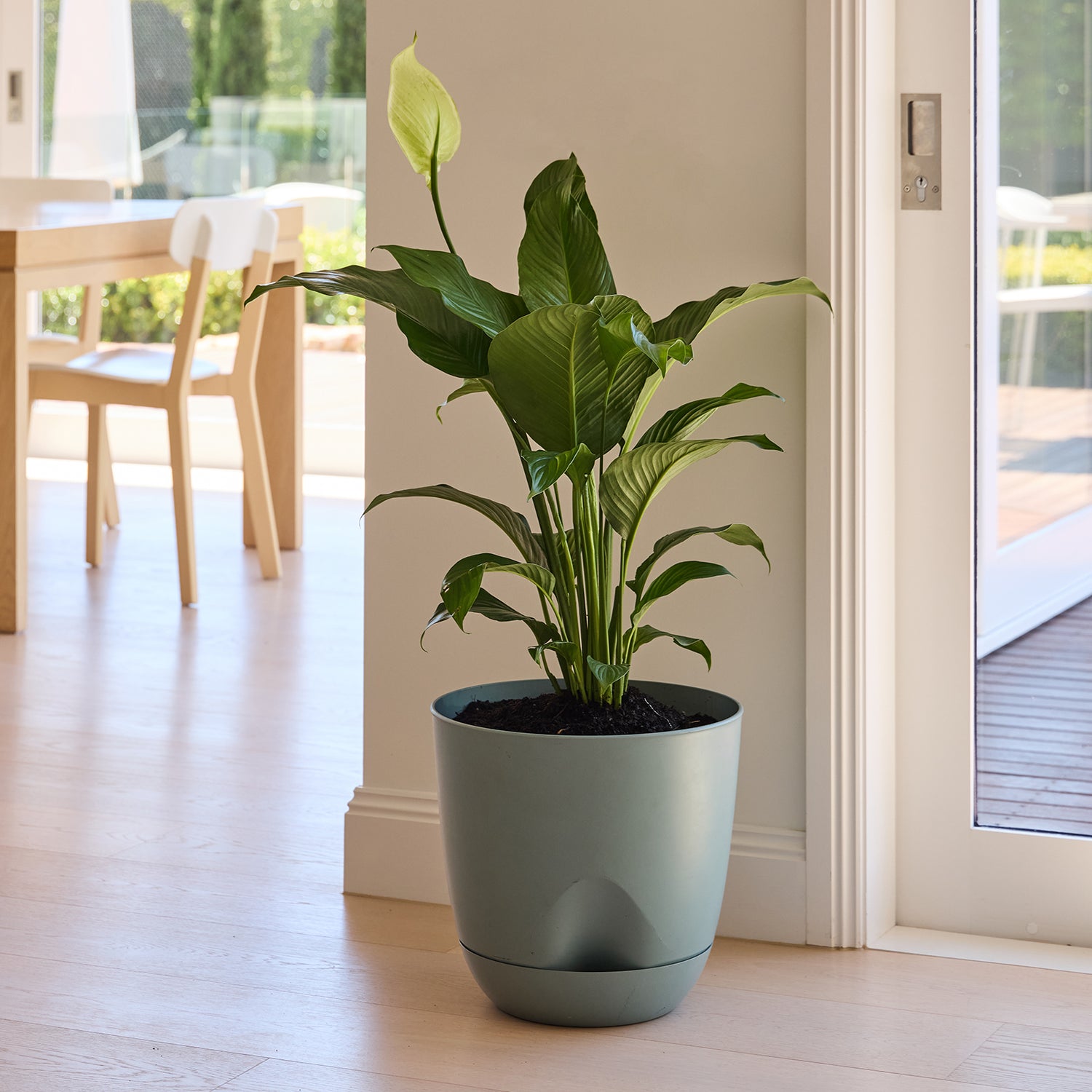 Everly Self-Watering Egg Pot