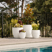 Montague Egg Pot