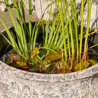 Triton Belly Pot