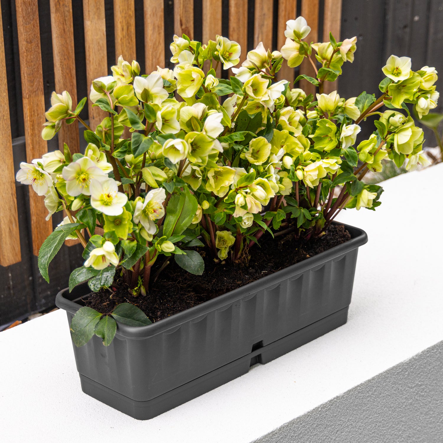 Lenna Self-Watering Pot