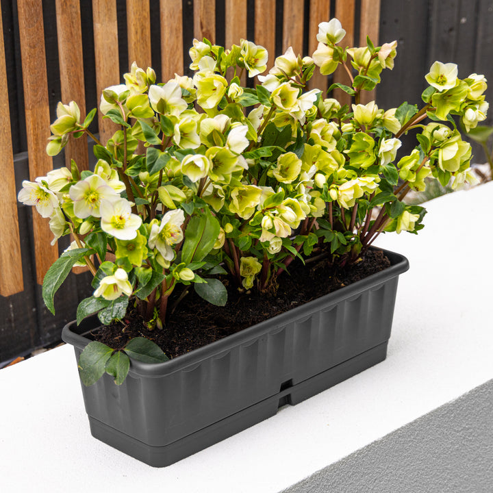 Lenna Self-Watering Pot