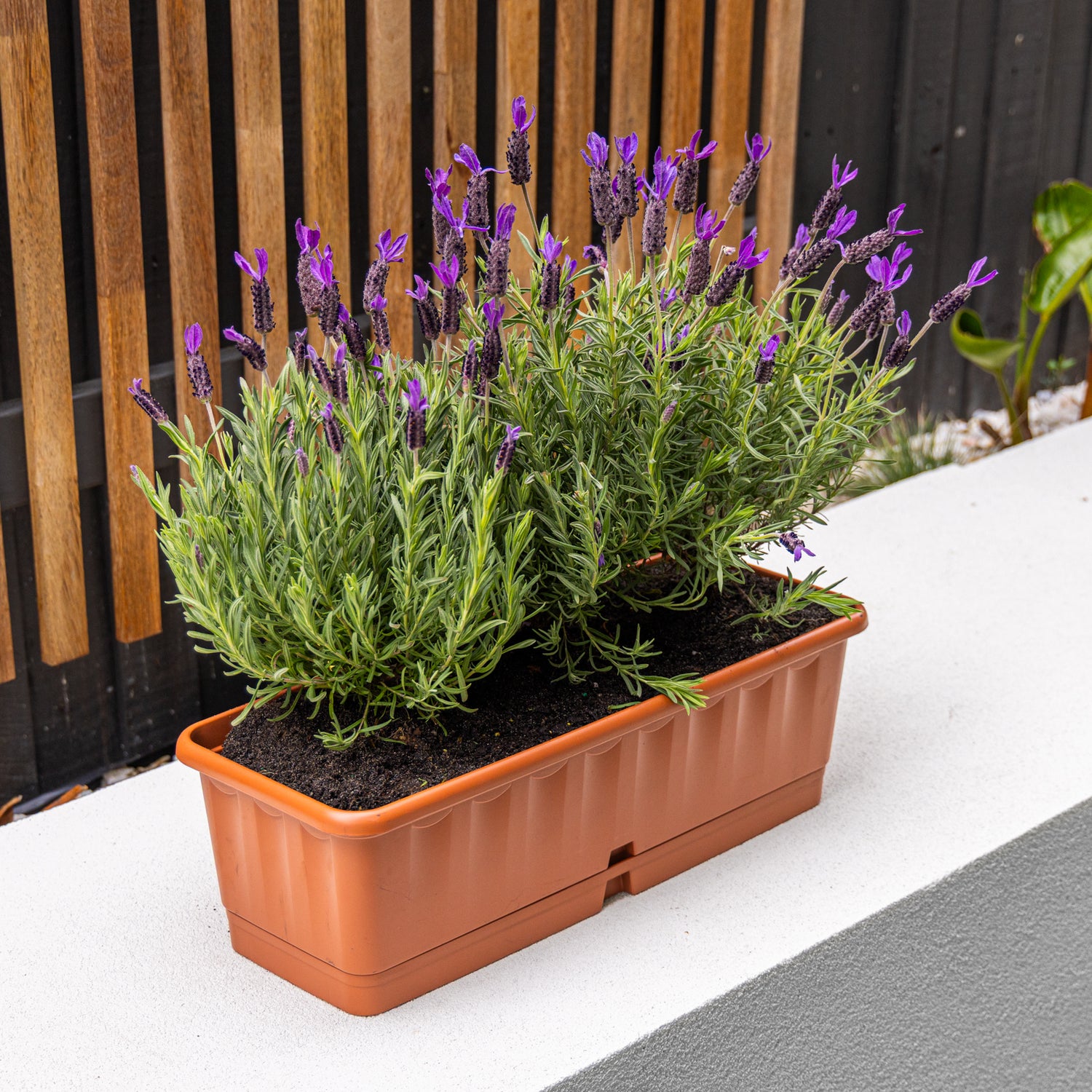 Lenna Self-Watering Pot