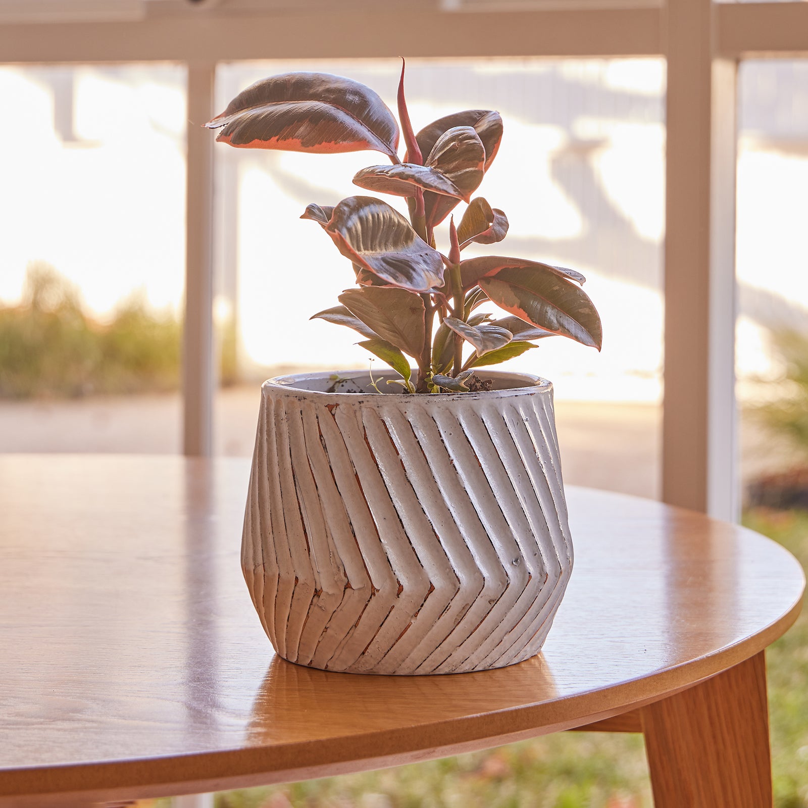 oil drum plant pot Odessa Drum Pot – Northcote Pottery