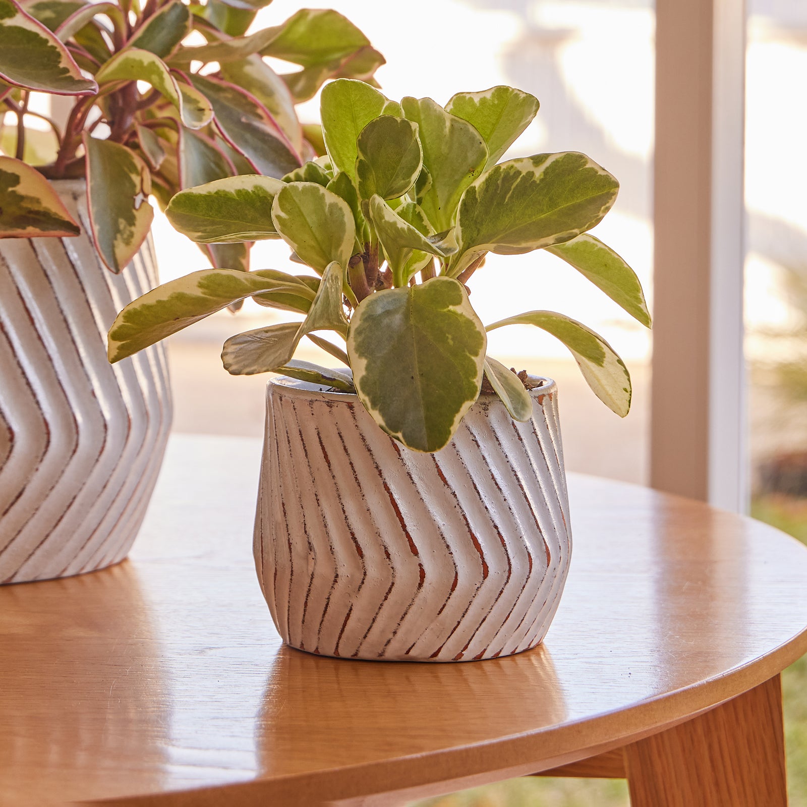 oil drum plant pot Odessa Drum Pot – Northcote Pottery