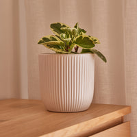 Paloma Egg Pot