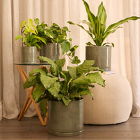 Stipple Cylinder Pot
