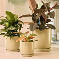 Jess Egg Pot with Saucer