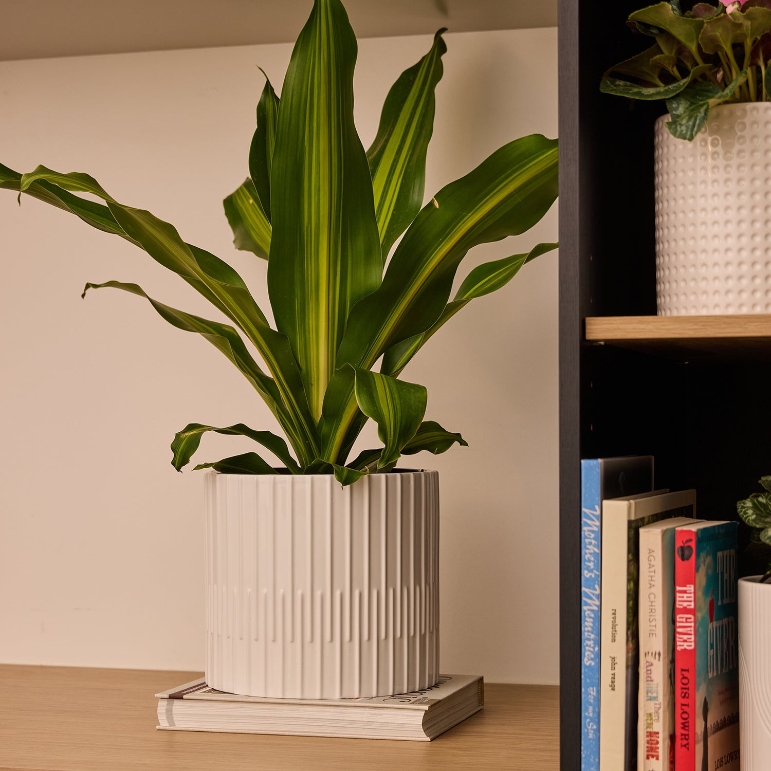 Kenzo Cylinder Pot