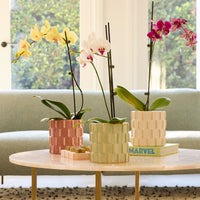 Knox Cylinder Pot