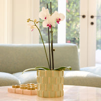 Knox Cylinder Pot