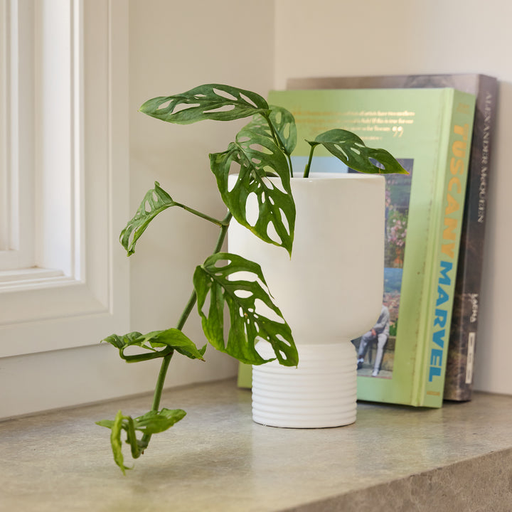 Willow Pedestal Pot