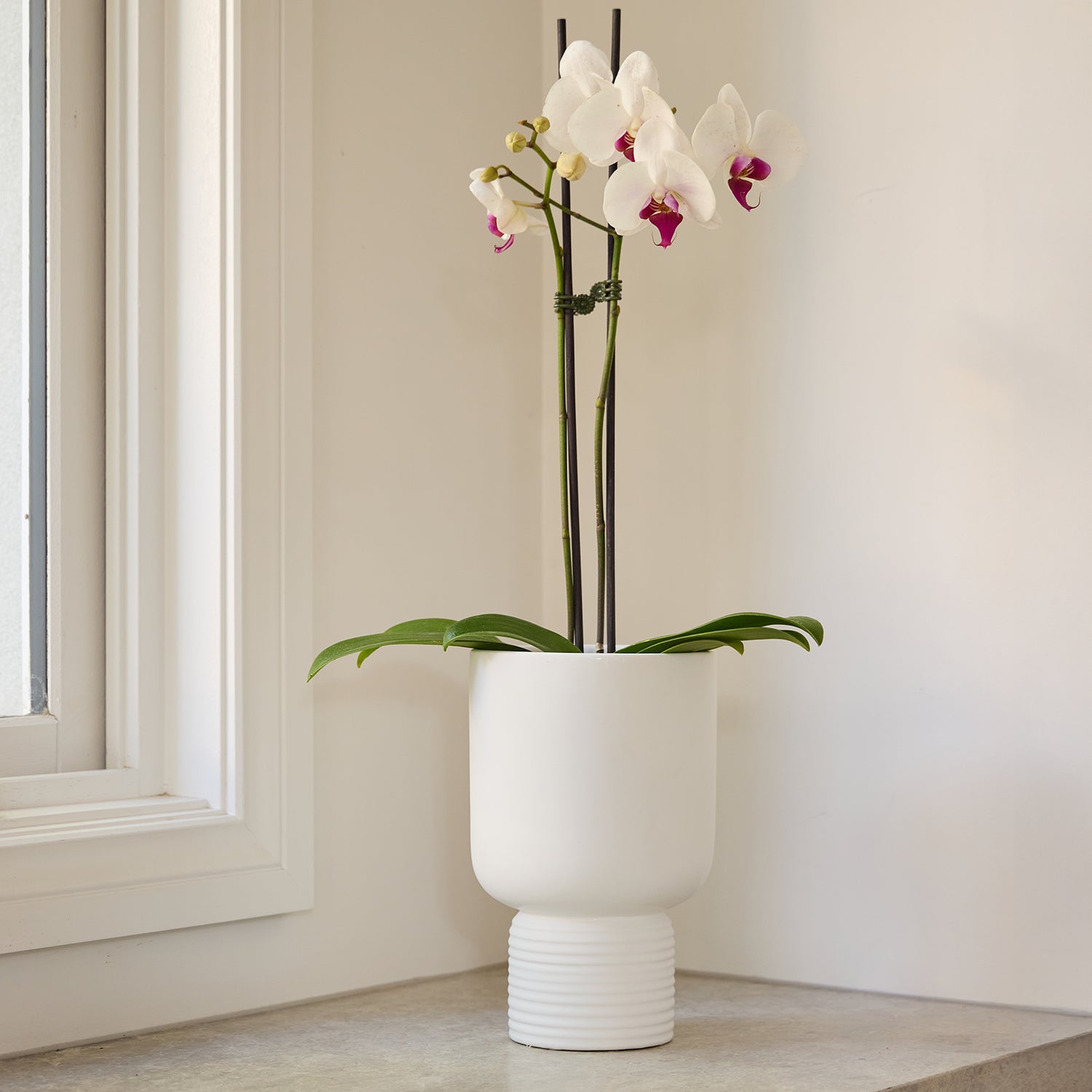 Willow Pedestal Pot