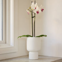 Willow Pedestal Pot