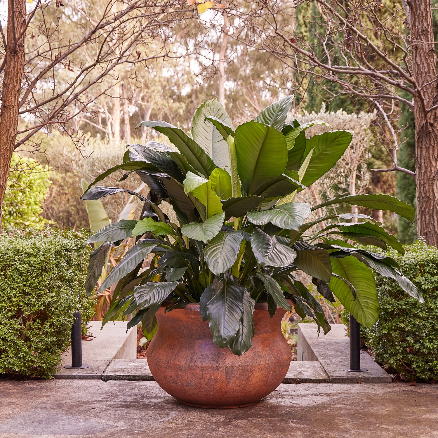 Triton Belly Pot