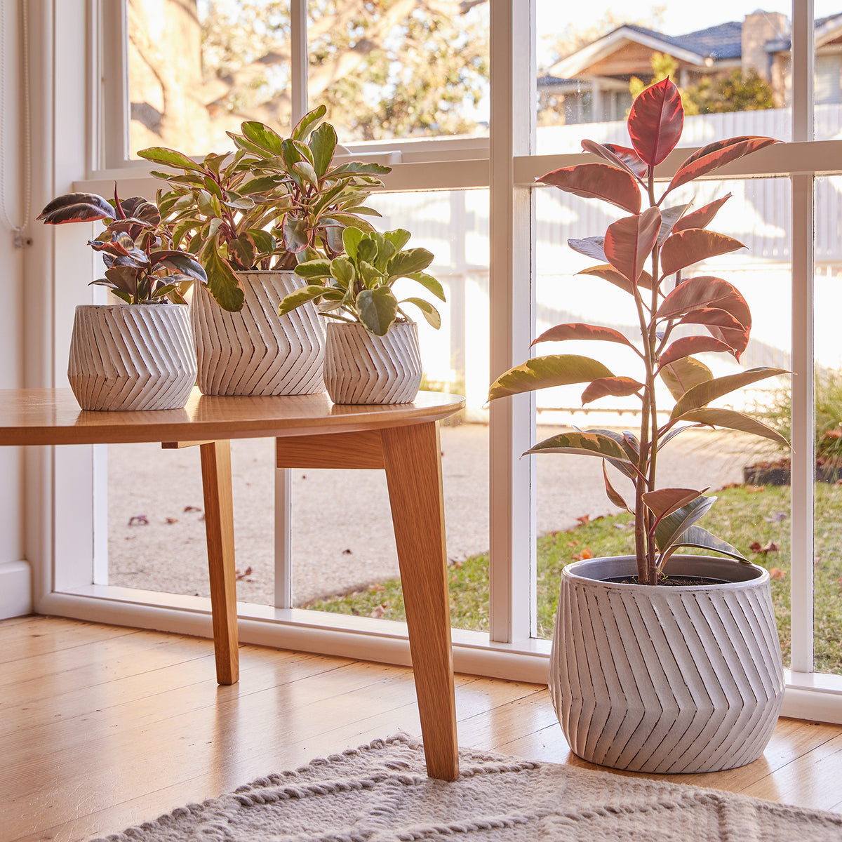 odessa pot planter Odessa Drum Pot – Northcote Pottery