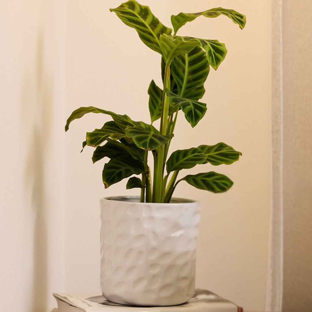 Hazel Cylinder Pot