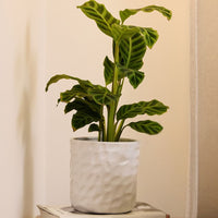 Hazel Cylinder Pot