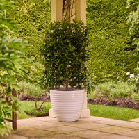 Lennox Egg Pot
