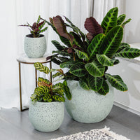 Coral Egg Pot