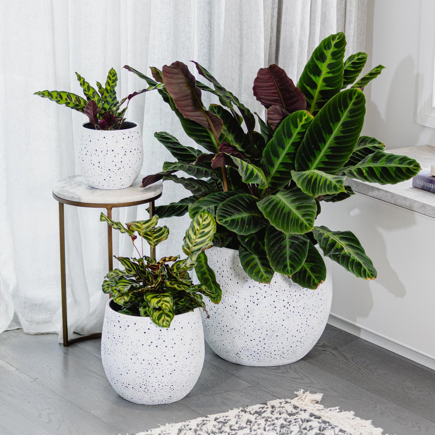 Coral Egg Pot